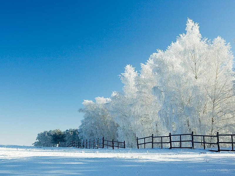 Winter trees, fence, tree, snow, nature, winter, HD wallpaper