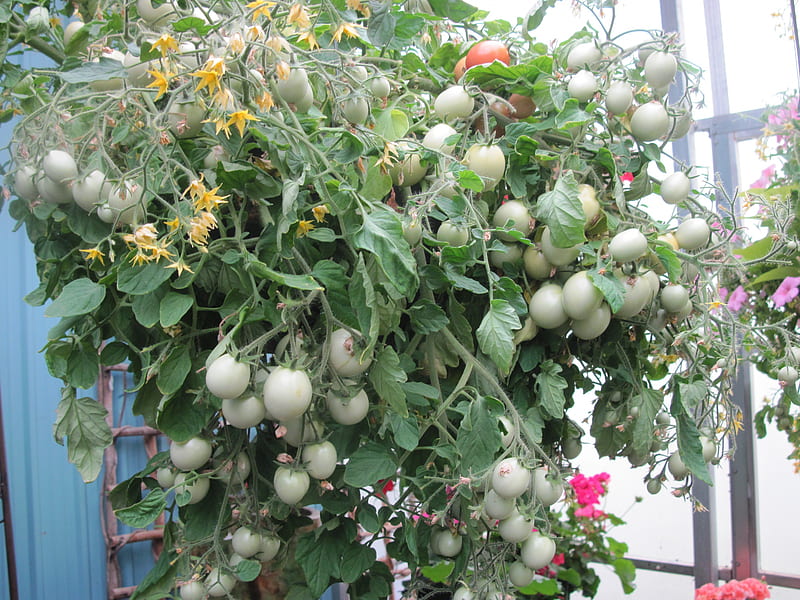 Tomatoes Hanging basket at greenhouse, Tomatoes, Yellow, graphy, green, basket, Fields, Flowers, HD wallpaper