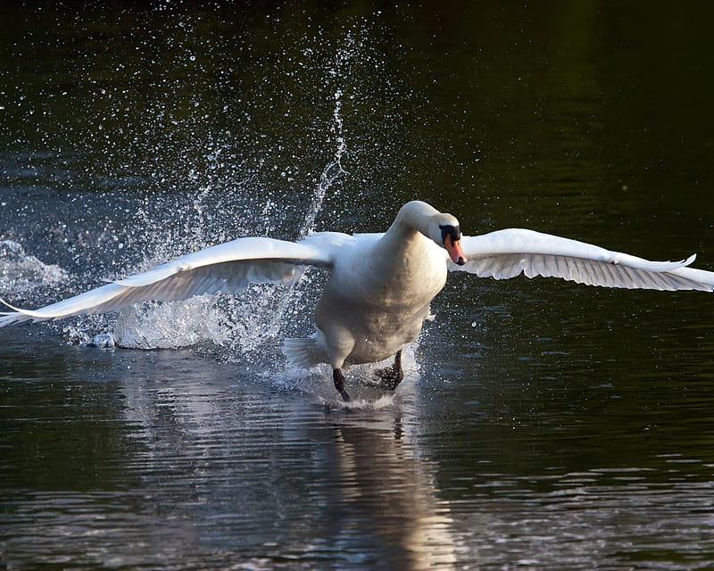 swan-taking-off, water, birds, white, swan, animals, HD wallpaper