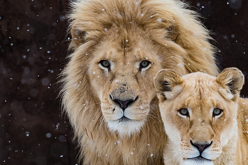 Lion With Cub, lion, cub, animals, HD wallpaper