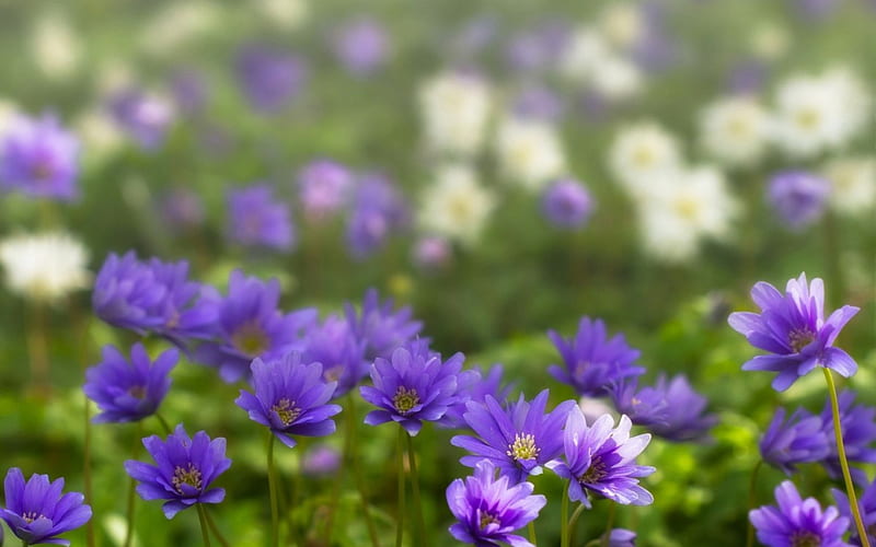 Anemones, purple, green, flower, pink, field, anemone, HD wallpaper