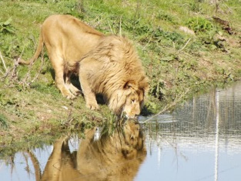 African Lion Drinking, Lion, Lion Drinking, African Lion, HD wallpaper