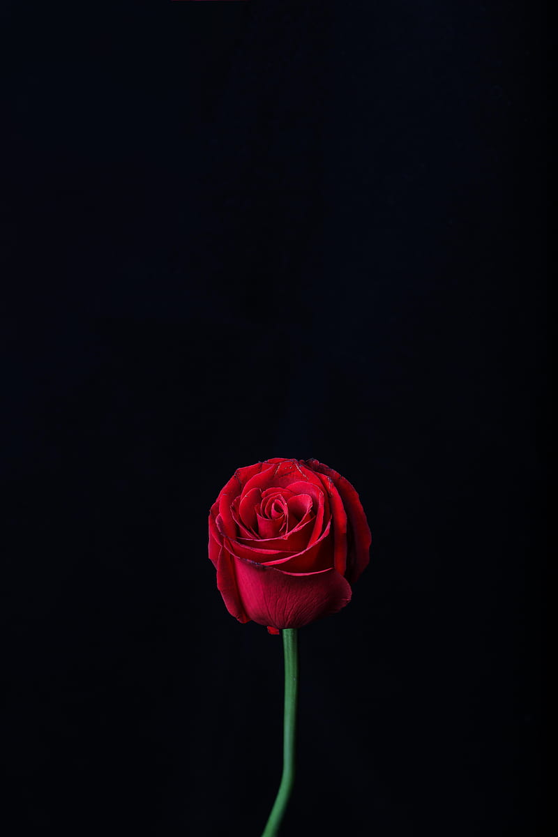 rose, red, bud, flower, dark, HD phone wallpaper