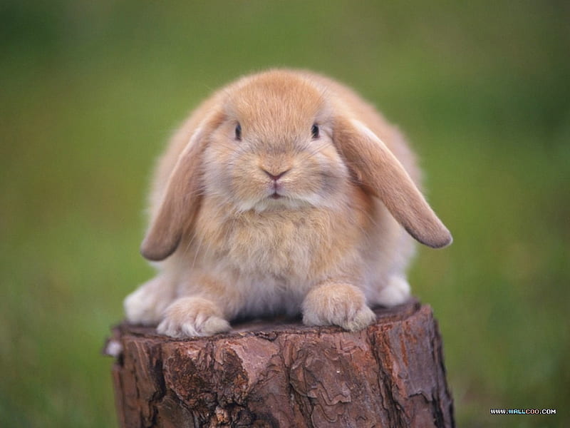 Sweet bunny, bunny, rodent, aniimal, sweet, HD wallpaper