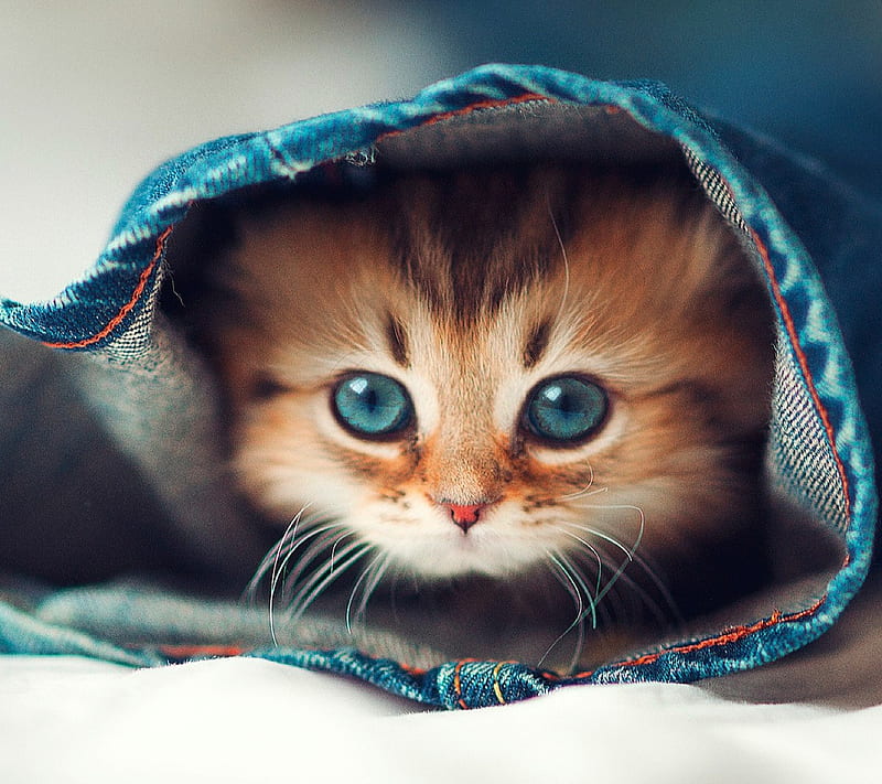 Beautiful Cat, kitten in trousers, HD wallpaper