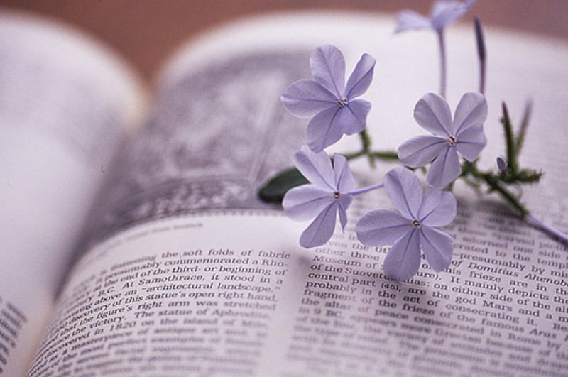 ღ Soft ღ, little, purple, book, flowers, beauty, soft, HD wallpaper ...