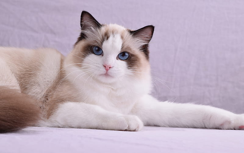 Ragdoll Cat, pets, blue eyes, cute animals, cats, Ragdoll, HD wallpaper