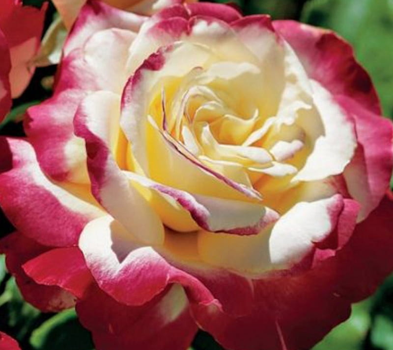 Double Delight Rose, rose, macro, flower, petals, double delight, Nature, HD wallpaper