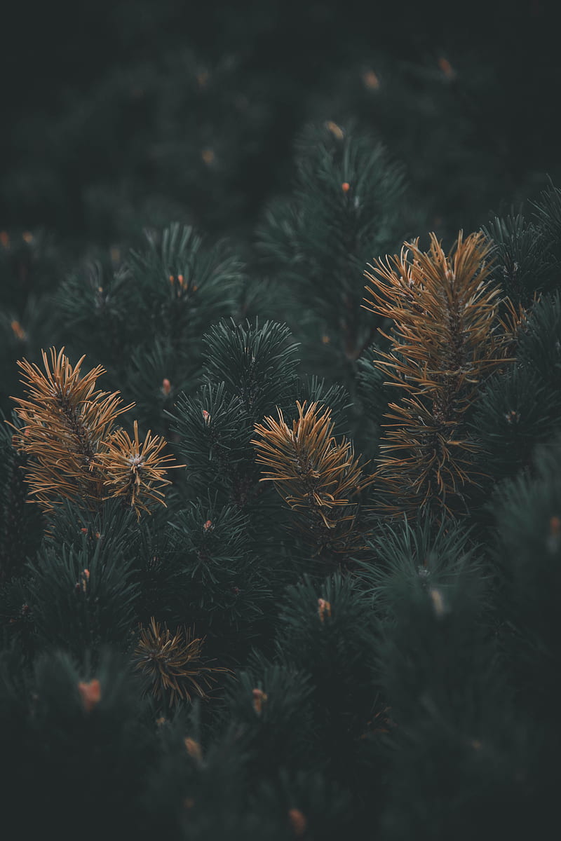 pine, branch, needles, macro, plant, HD phone wallpaper