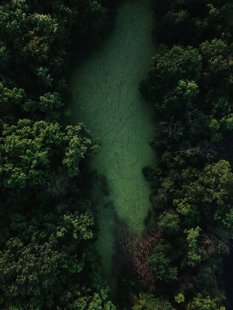 swamp, trees, forest, aerial view, HD phone wallpaper