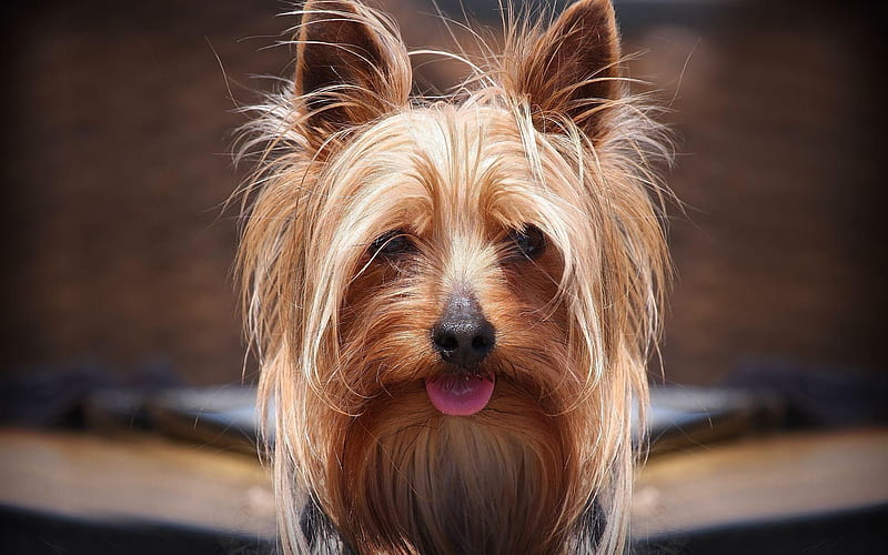 Yorkshire Terrier, close-up, cute dog, muzzle, Yorkie, fluffy dog, dogs, cute animals, pets, Yorkshire Terrier Dog, HD wallpaper