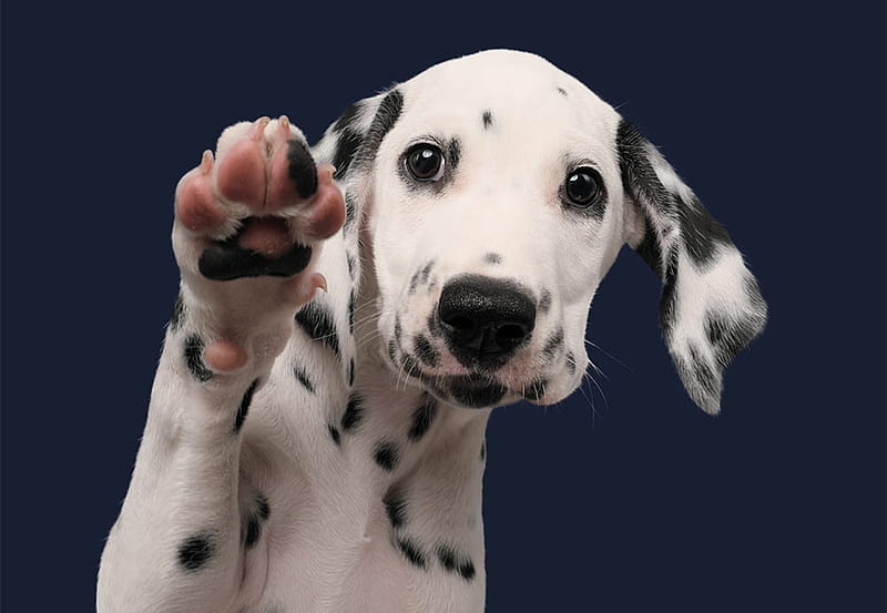 Bye!, caine, paw, white, elke vogelsang, dalmatian, puppy, dog, black, cute, wieselblitz, HD wallpaper