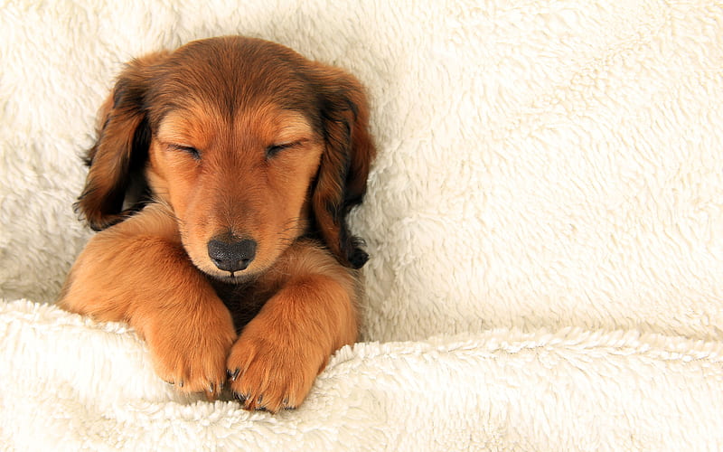 Dachshund, sleeping puppy, pets, dogs, small dachshund, puppy, brown dachshund, cute animals, Dachshund Dog, HD wallpaper