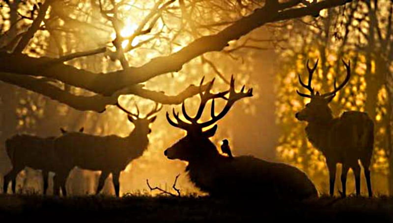 Golden sunset, antlers, bucks, stags, deer, HD wallpaper