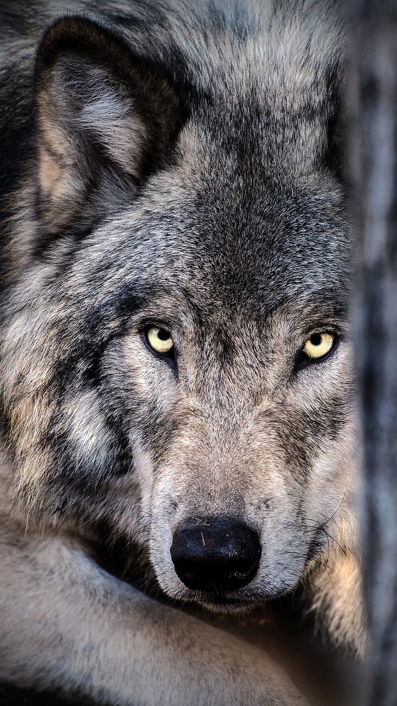 WOLF, wild predator, HD phone wallpaper