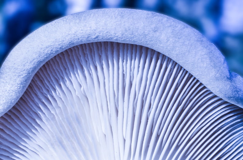mushroom, macro, white, texture, HD wallpaper