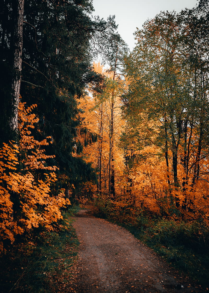 path, forest, autumn, trees, nature, HD phone wallpaper