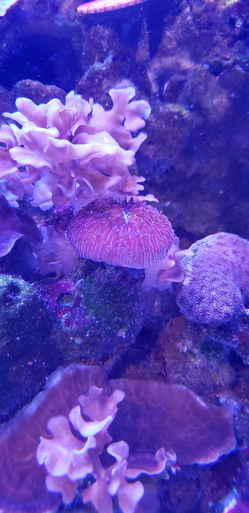Reef 2, aquarium, aquatic, coral, life, marine, ocean, HD phone wallpaper