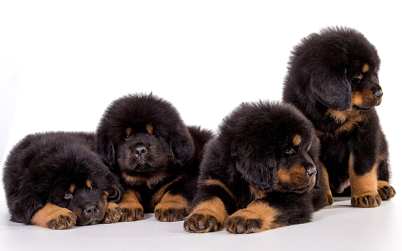 Tibetan Mastiff, puppies, dogs, pets, fluffy puppy, Canis lupus familiaris, cute animals, HD wallpaper
