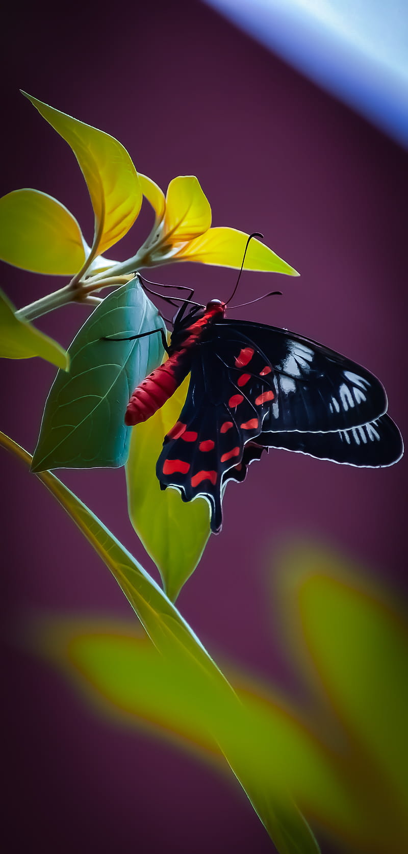 butterfly, wings, pattern, leaves, plant, HD phone wallpaper