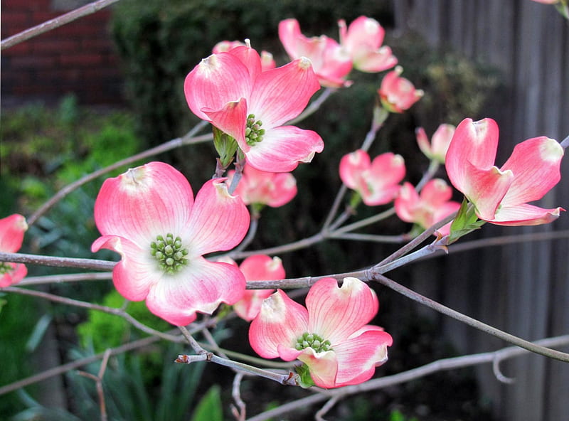 Spring Dogwood Tree, flower, blossoms, nature, spring, blooms, dogwood tree, HD wallpaper