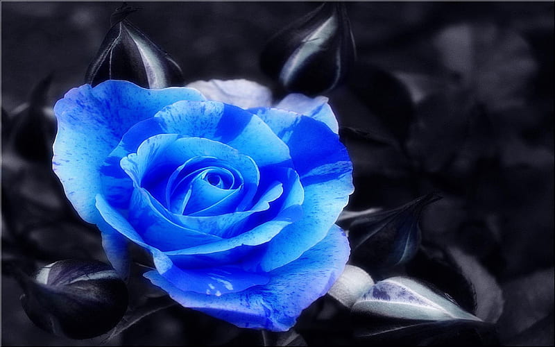 Gorgeous Blue Rose, graphy, rose, Blue rose, flower, nature, HD ...