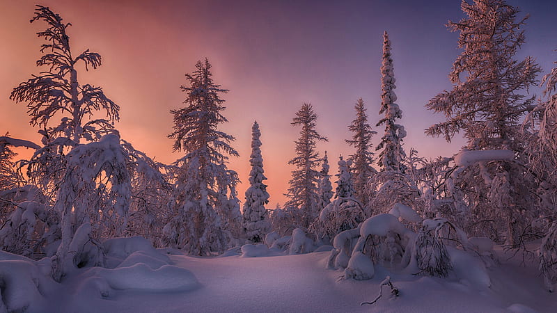 Forest Snow Covered Spruce Trees During Sunset Winter, HD wallpaper
