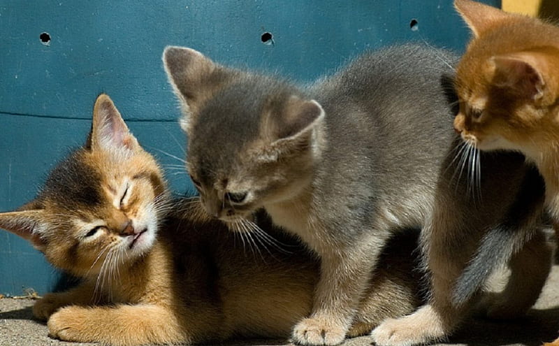 Kittens consultation, color yellow, kittens, chat, gray, HD wallpaper