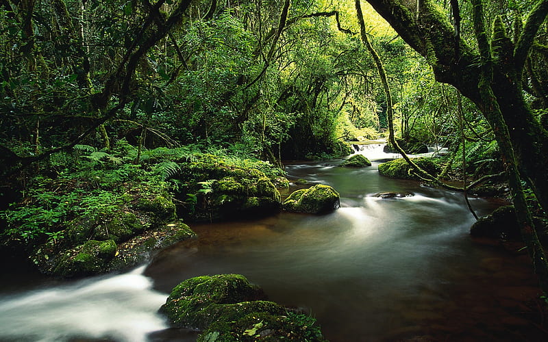 Jungle river trees moss lianas-Nature High Quality, HD wallpaper