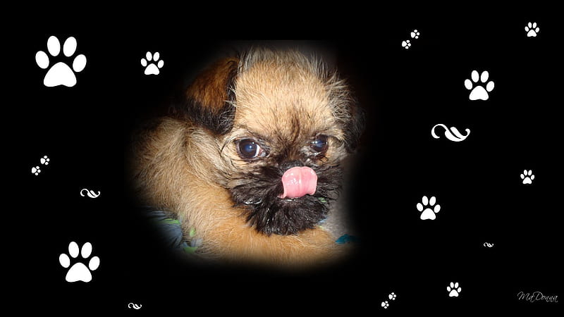 Brussels Griffon , cute, , brussels griffon, purebred, puppy, dog, HD wallpaper