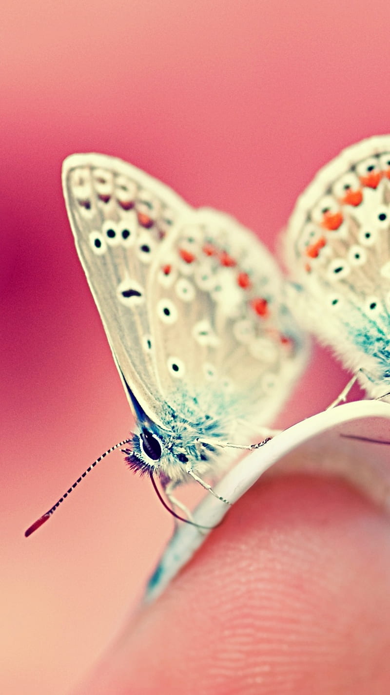 Butterfly, awsome, beauty, cool, nice, ok, HD phone wallpaper