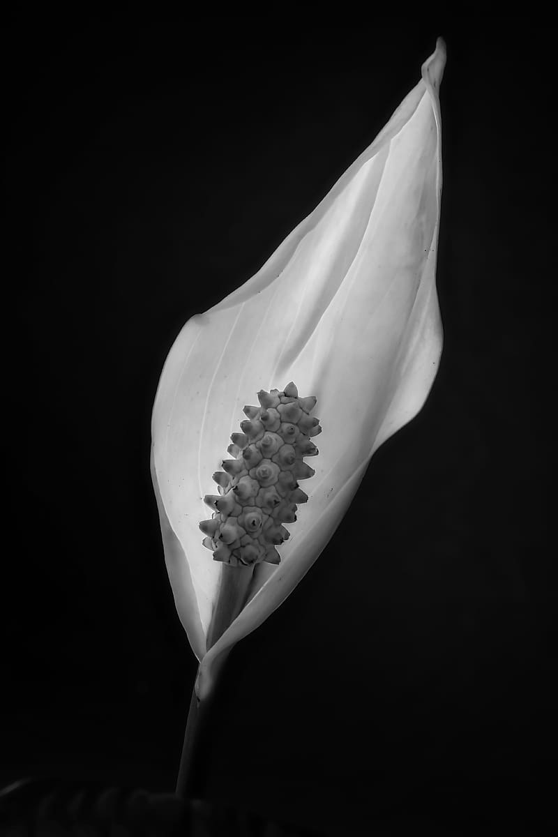 peace lily, lily, petal, macro, black and white, HD phone wallpaper