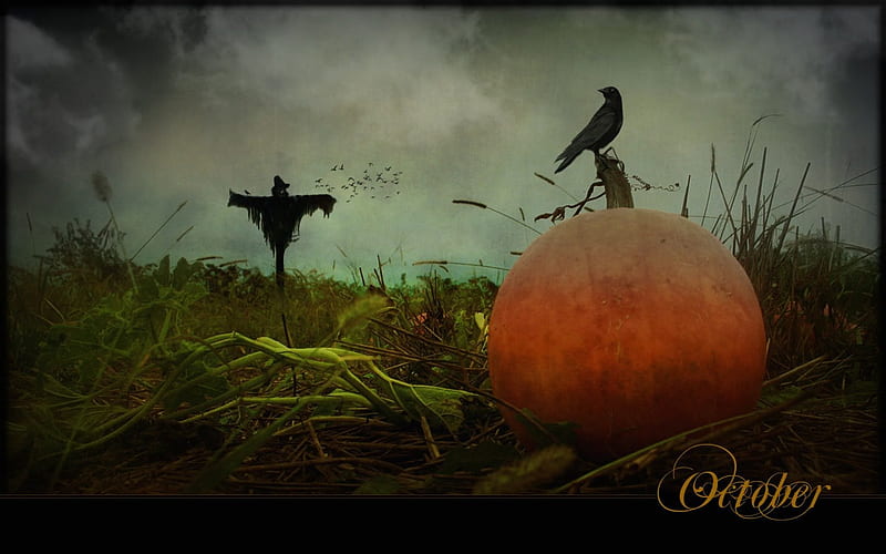 Eerie October, Fall, halloween, birds, scarecrow, October, pumpkin, crow, Autumn, field, HD wallpaper