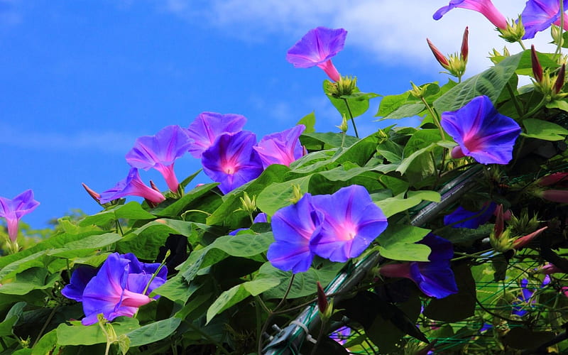 Lovely Morning Glory, morning glories, flowers, beauty, nature, sunshine, clouds, sky, HD wallpaper