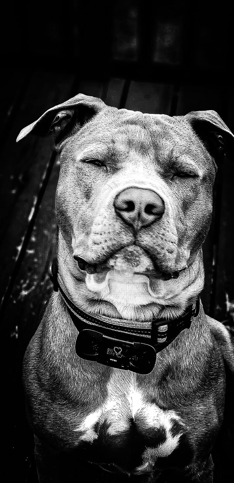 My Pit bull Riggs, bulls, dog, dogs, pitbull, HD phone wallpaper