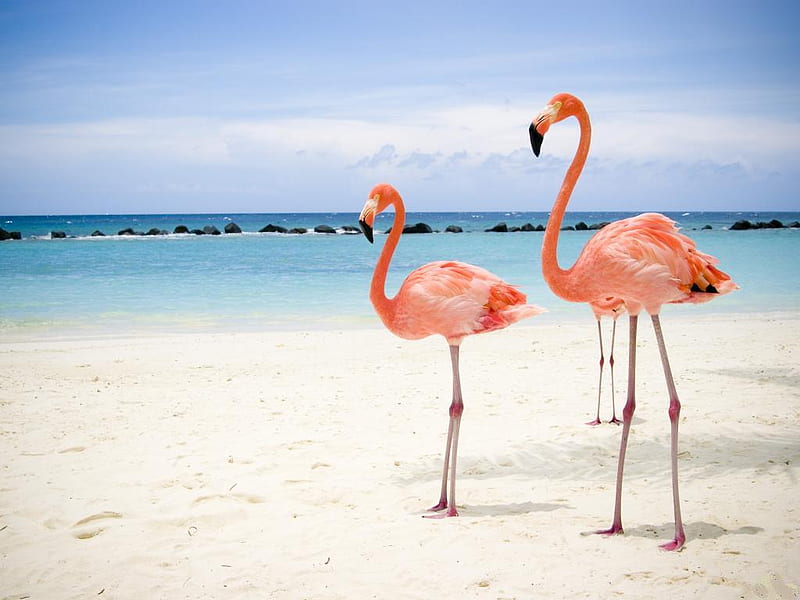 Greater-Flamingoe, red, birds, bonito, sky, clouds, beach, twin, flamingoe, animals, blue, HD wallpaper