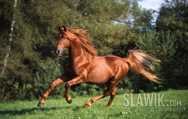 American Saddlebred Horse, chestnut, american, saddlebred, horses, HD wallpaper