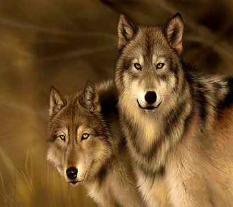 HD brown wolves wallpapers | Peakpx