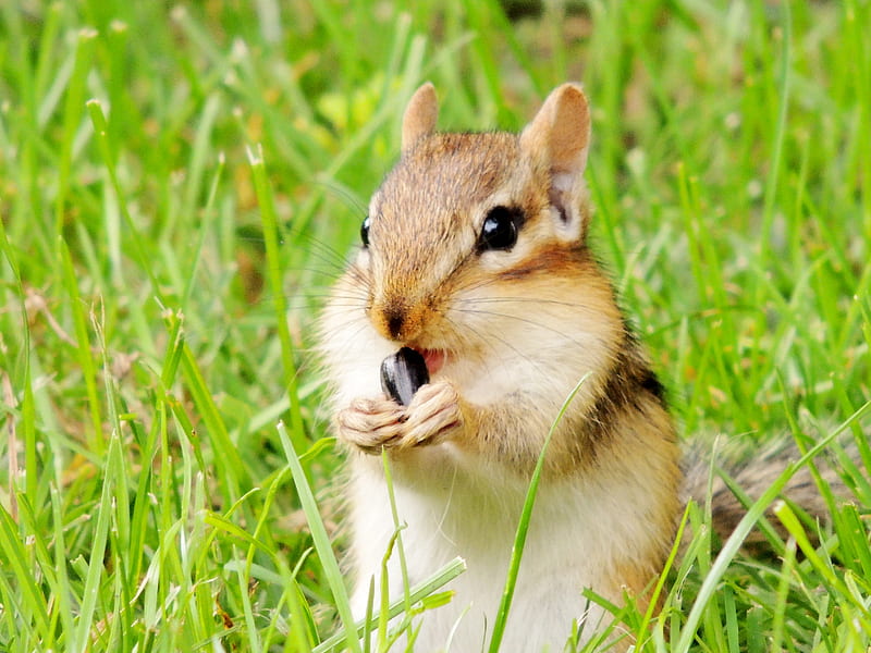 Nibbling On A Sunflower Seed, Summer, Chipmunk, Grass, Animal, graphy, Sunflower Seed, HD wallpaper