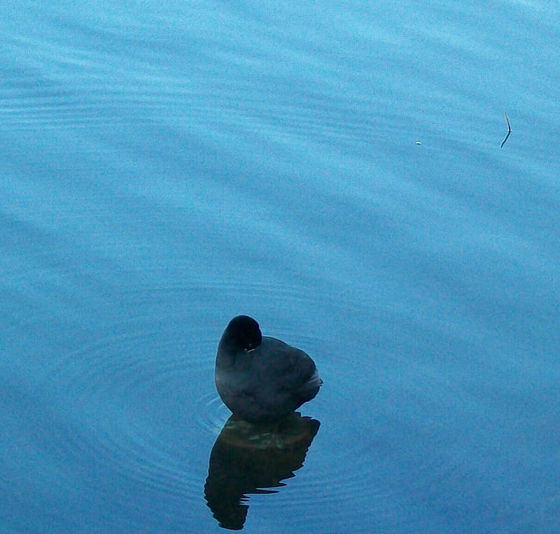 nearly headless duck, duck, lake, blue, animal, HD wallpaper