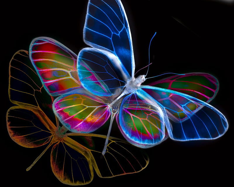 Butterflies, abstract, HD wallpaper | Peakpx