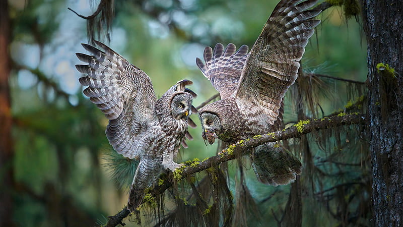 Great Grey Owl Birds On Tree Branch In Blur Forest Background Birds, HD wallpaper
