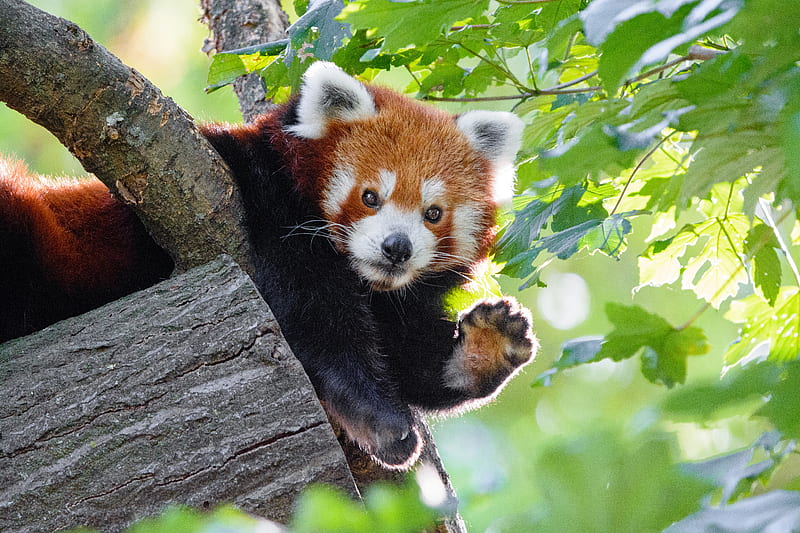 red panda, funny, animal, paw, HD wallpaper