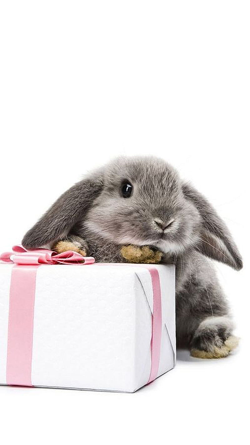Easter bunny, gift, pink, present, white, HD phone wallpaper