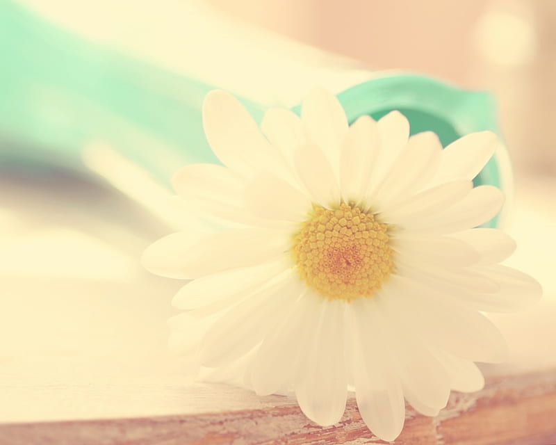 Pretty white Daisy, pretty, botanical, vase, sunny, bonito, pastels, delicate, entertainment, flower, petals, creamy, fashion, white, daisy, HD wallpaper
