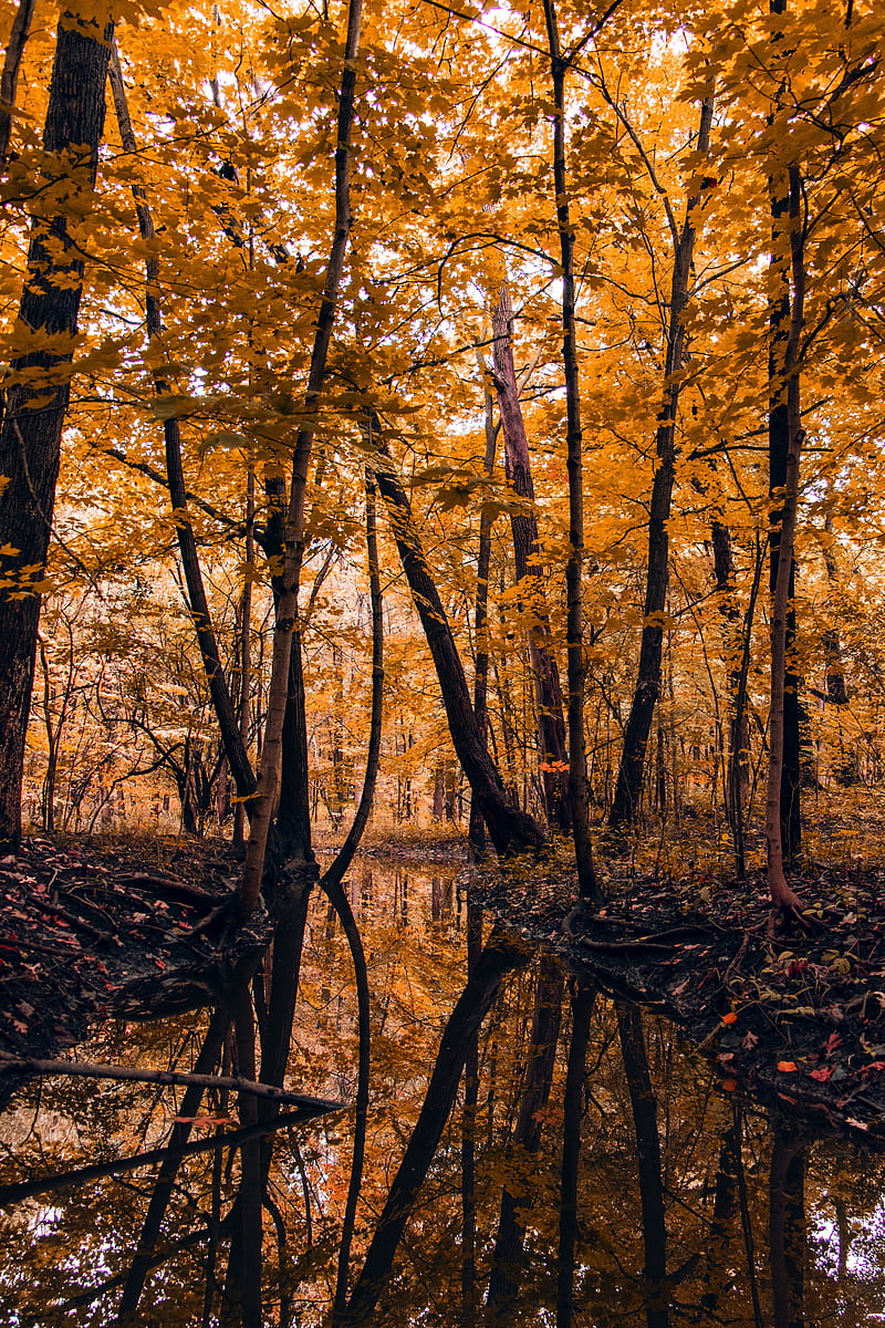 river, forest, trees, autumn, landscape, HD phone wallpaper