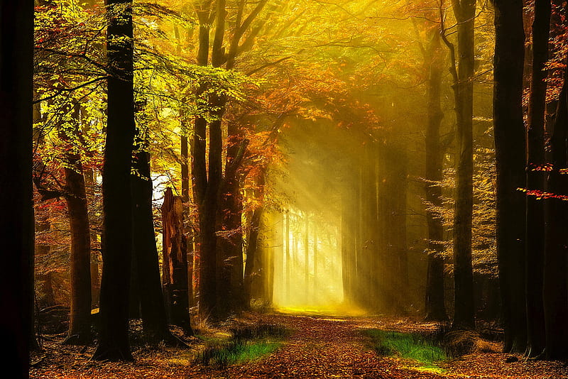 Golden autumn rays, rays, golden, path, walk, foliage, fall, forest, glow, sun, bonito, trees, HD wallpaper