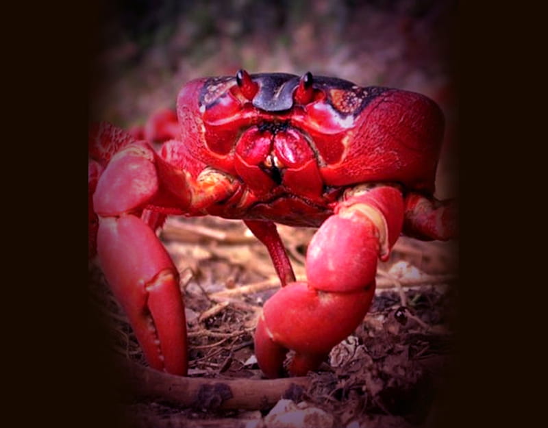 Christmas Island Crab, red, color on black, Facebook, album, HD wallpaper