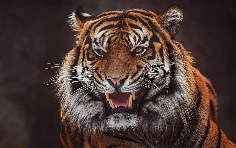 Sumatran tiger, large tiger, wild cat, evil tiger, dangerous animals, tigers, big fangs, rage, HD wallpaper