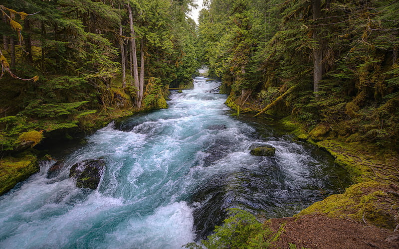 mountain river, waterfalls, forest, beautiful nature, river, stones, water concepts, HD wallpaper